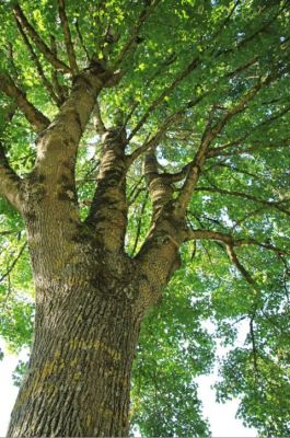 Géant aux gros bras