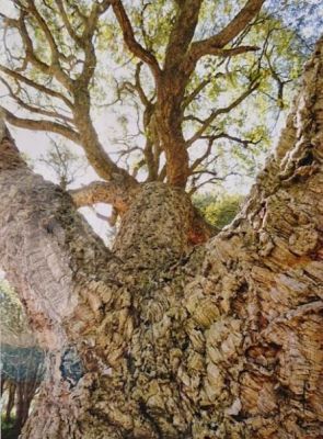Géant aux grosses moustaches