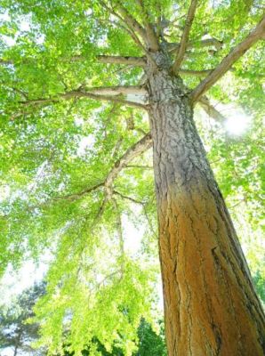 Ginkgo biloba qui voulait s'envoler