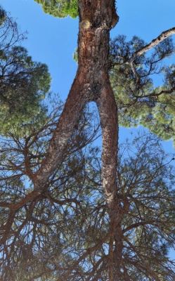 Pin qui courait dans le ciel