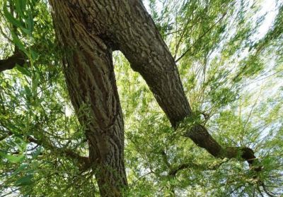 Saule qui courait dans le ciel